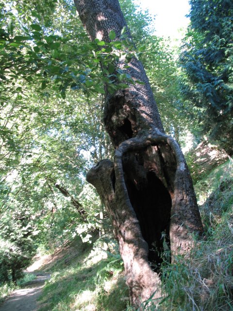 7.27.06 Oaks Bottom 012 